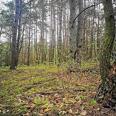 Szablewski Dymaczewo Nowe