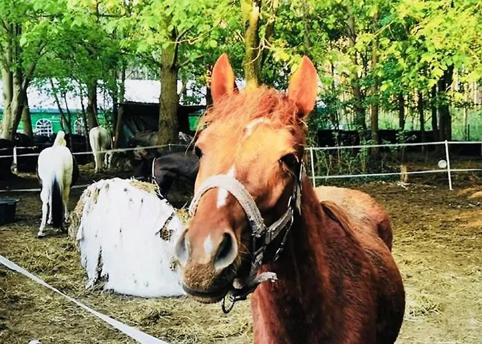 Otel Szablewski Dymaczewo Nowe